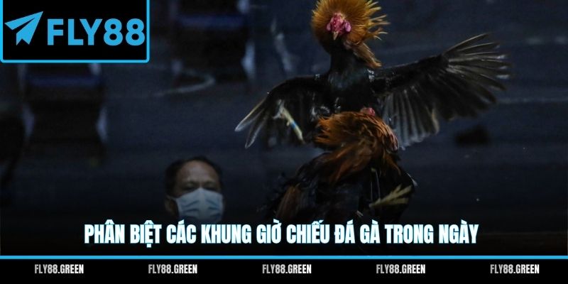Phân biệt các khung giờ chiếu đá gà trong ngày